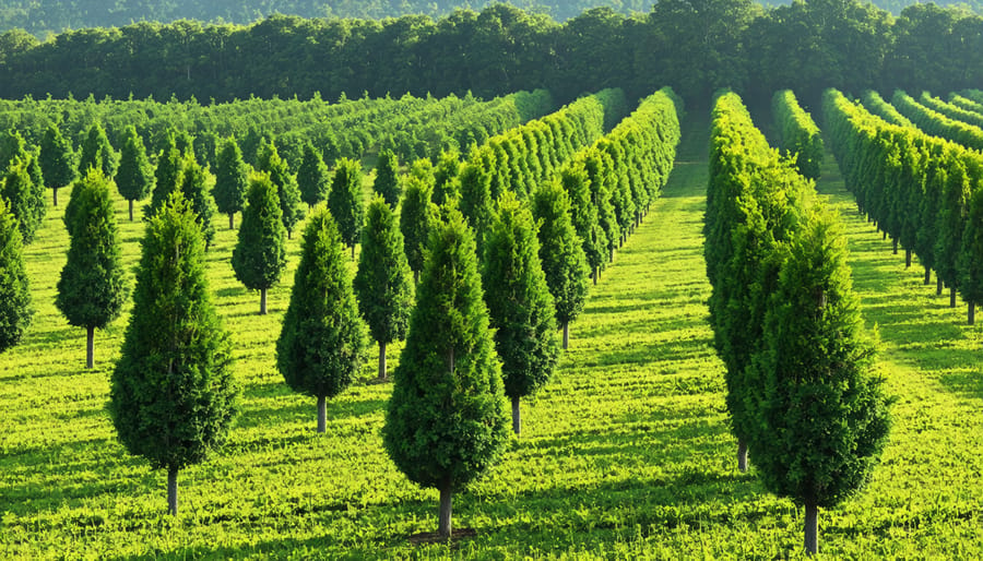 Agroforestry practices demonstrating the integration of trees and crops