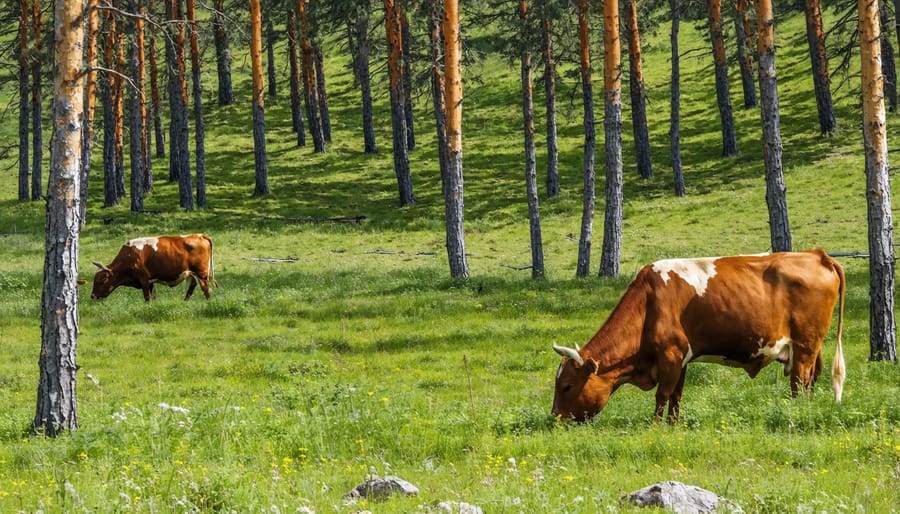 Livestock grazing in a silvopasture system with established trees providing shade